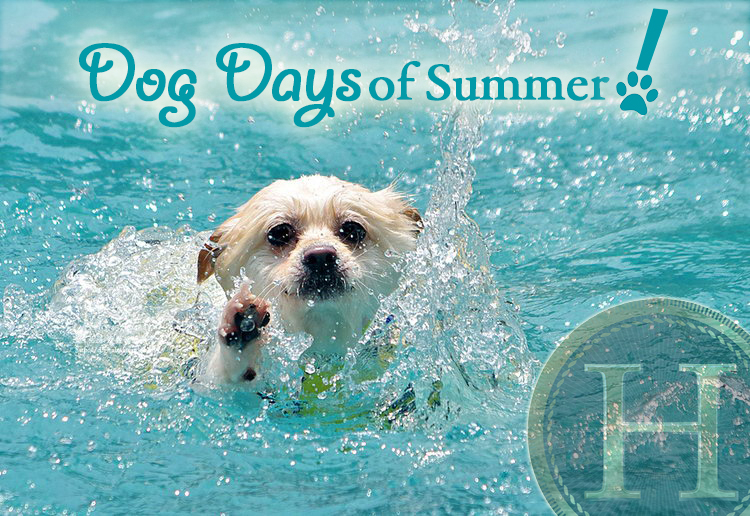 what are the dog days of summer mean